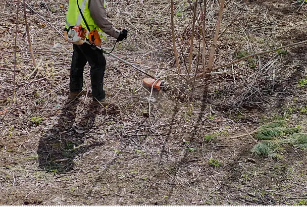 Brush Saw Safety Training: Protecting Crews in Forestry and Utility Work
