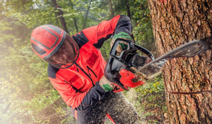 chainsaw certification