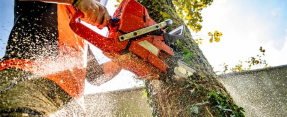 Chainsaw Operation Training