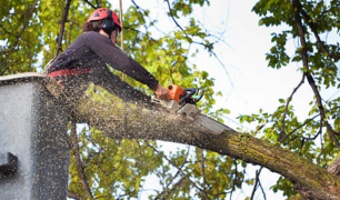 Essential Chainsaw Cutting Techniques Taught in Certification Courses