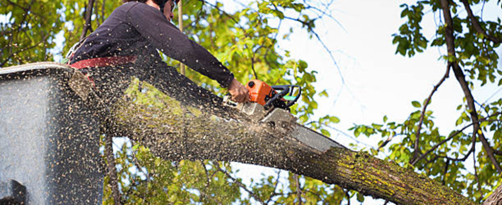 Essential Chainsaw Cutting Techniques Taught in Certification Courses