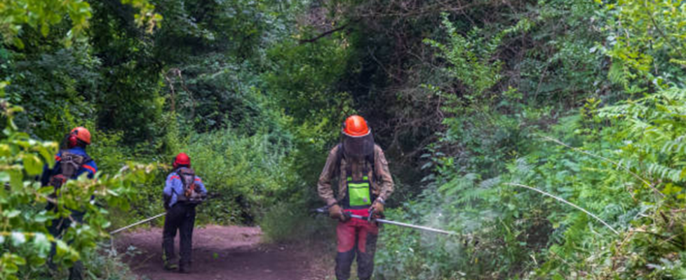 Why Brush Saw Certification Is Essential for Forestry and Land Clearing Workers